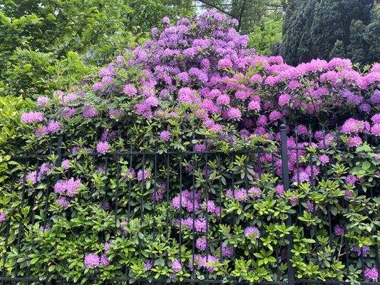 Rhododendron.jpg