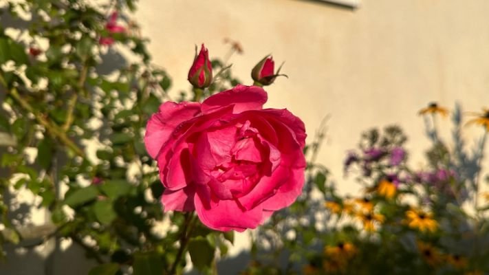 für Rosenfreunde