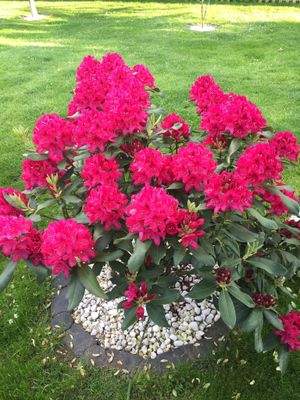 Rhododendron