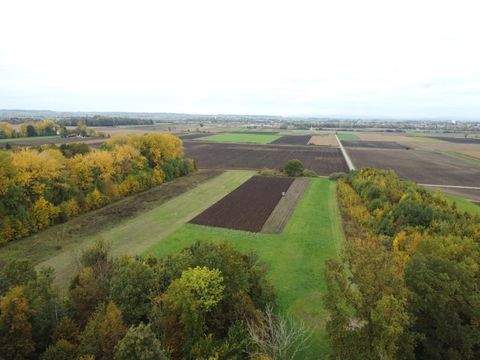 Wallersdorf Bauernhöfe, Landwirtschaft, Wallersdorf Forstwirtschaft