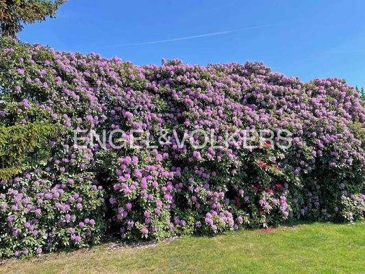 Rhododendronhecke