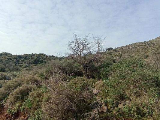 Kreta, Astratigos: Grundstück in der Nähe von Kolymvari zu verkaufen