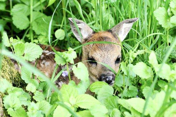 Ich wohne gerne hier