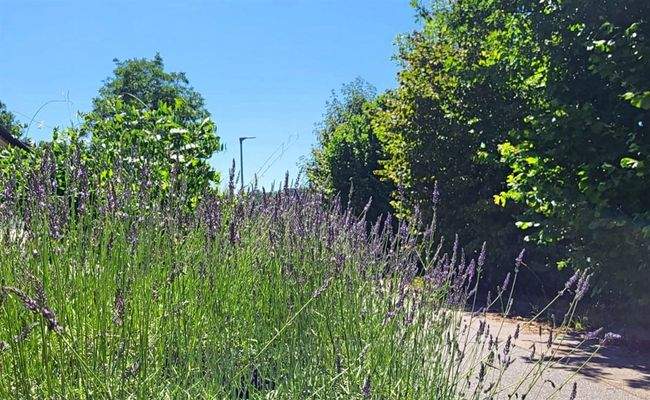 NEU Grundstücksansicht IV