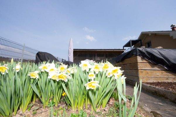 Perbersdorf bei Sankt Peter-104