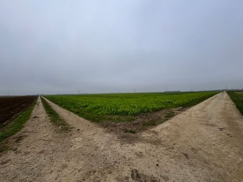 Königsbrunn Bauernhöfe, Landwirtschaft, Königsbrunn Forstwirtschaft