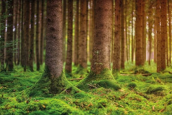 forest-3315896_1920.jpg