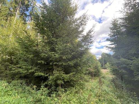 Vohenstrauß / Altenstadt bei Vohenstrauß Bauernhöfe, Landwirtschaft, Vohenstrauß / Altenstadt bei Vohenstrauß Forstwirtschaft