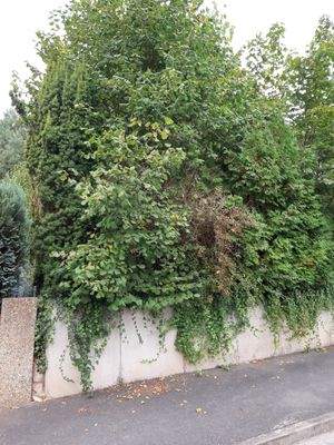 Vorderansicht / Strassenseite