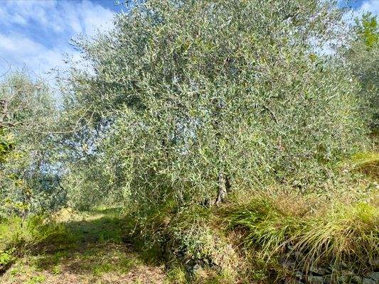 AP976_29 TERRA ITALIA IMMOBILIEN_TERRA ITALIA IMMO