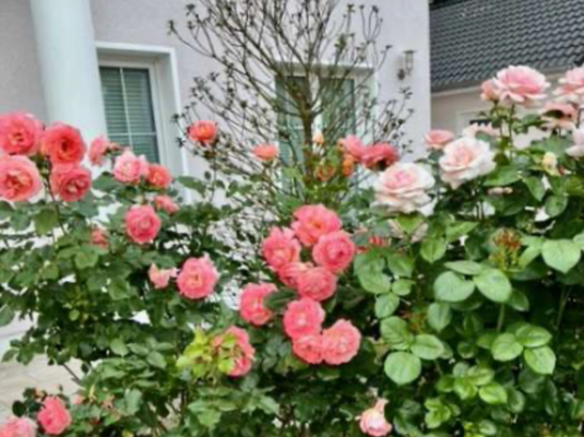 Rosenstöcke im Sommer