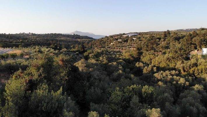 Kreta, Neo Chorio: Charmantes Baugrundstück mit Olivenbäumen und Panoramablick im Apokoronas zu verkaufen
