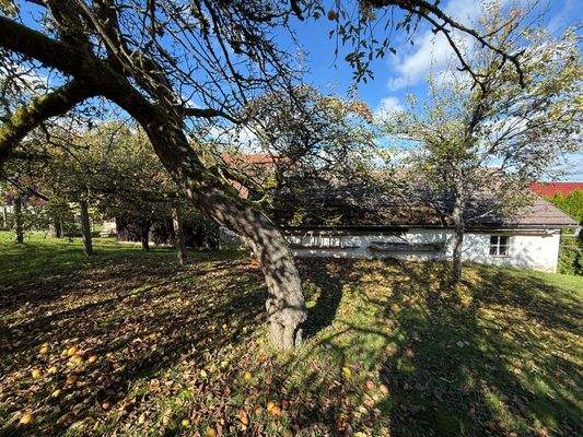 Schöne alte Obstbäume