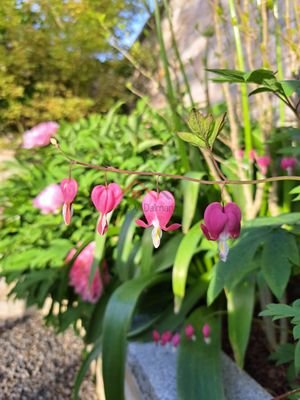 liebevoll angepflanzte Blumen