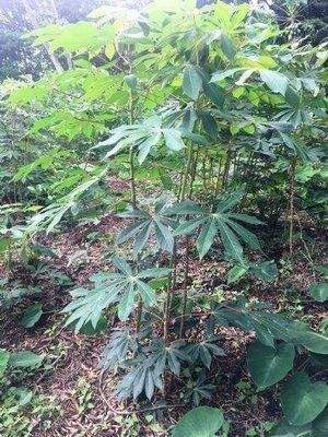 ImmoScout360 Farmland 2,5 ha 2