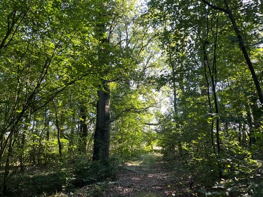 Wald Blesendorf - Mischwald