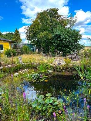 Gartenteich.jpeg