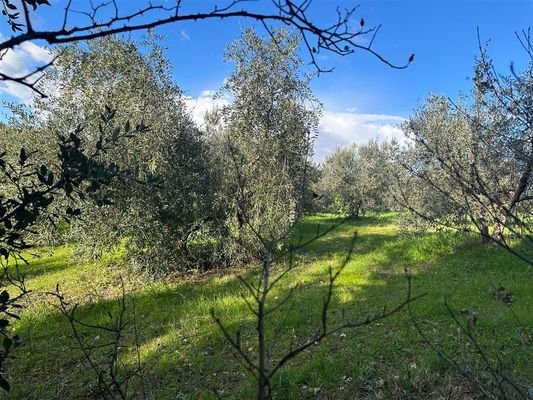 Grundstück Olivenhain