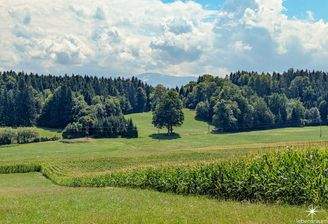 Wiese Moosburg zum Verkauf