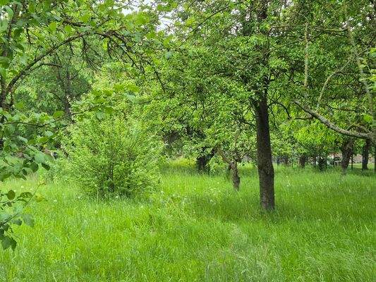 Obstbäume mit diversen Obstsorten