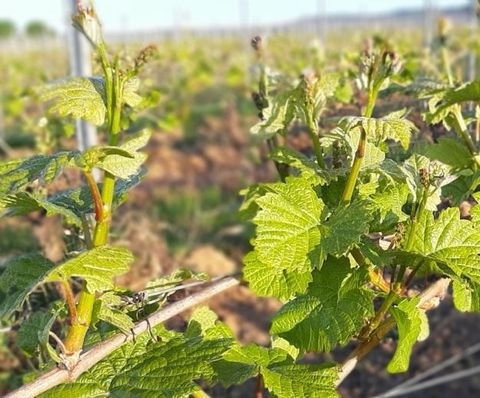 Rüdesheim am Rhein Bauernhöfe, Landwirtschaft, Rüdesheim am Rhein Forstwirtschaft