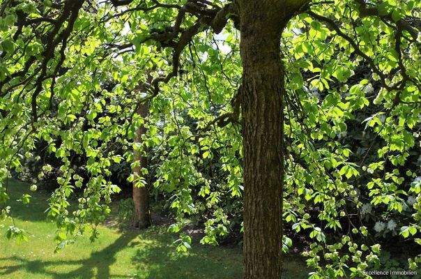 Gartenimpressionen 3 - Das Ulmendach