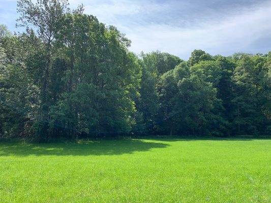 Blick zum Waldgrundstück