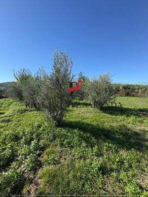 WhatsApp Image 2025-10-30 at 11.44.14.jpeg