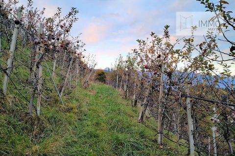 Tisens Bauernhöfe, Landwirtschaft, Tisens Forstwirtschaft