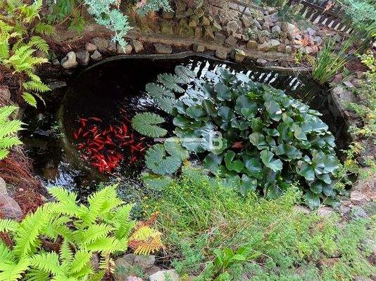 Goldfischteich im Vorgarten