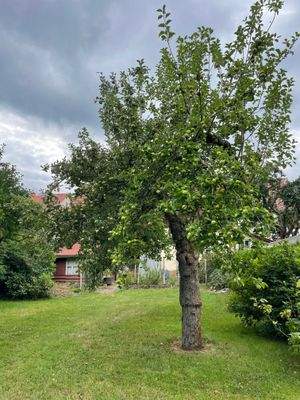 Garten_Obstbäume