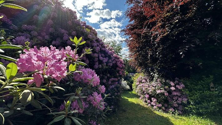 Schön eingewachsener Garten