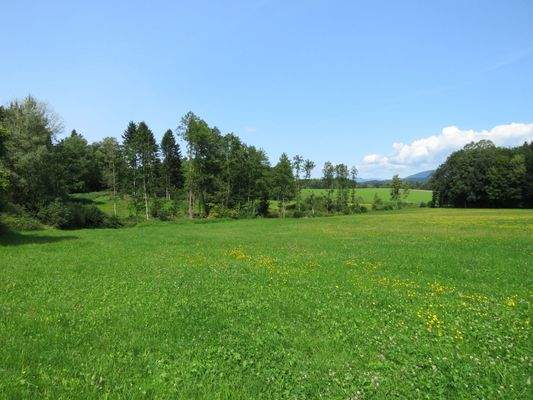 westliche Grundstücksgrenze am hinteren Waldrand