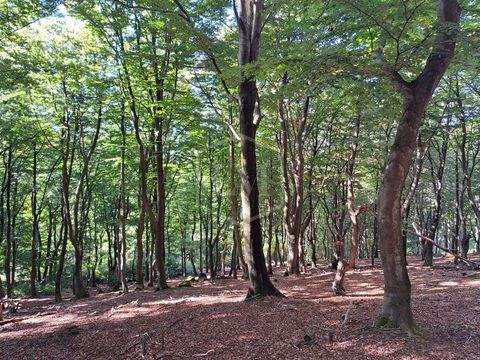 Iserlohn Bauernhöfe, Landwirtschaft, Iserlohn Forstwirtschaft