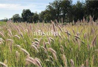 Foto grund_processed