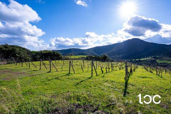 TERR. AGRICOLO-6.jpg