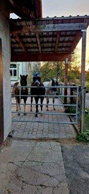 Blick zu den Pferden