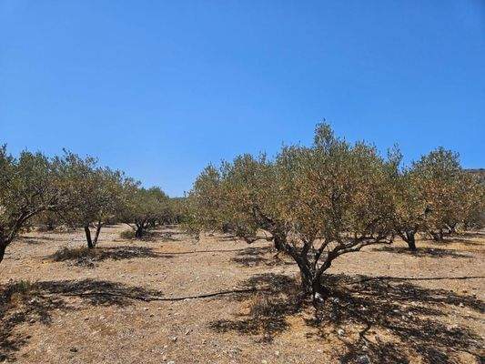 Kreta, Milatos: Anwesen mit vielen Möglichkeiten - nahe am Meer - zu verkaufen