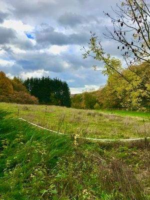 Blick südöstlich auf die anliegende Weide vom Garten aus.jpeg