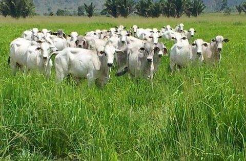 Presidente Figueiredo Grundstücke, Presidente Figueiredo Grundstück kaufen