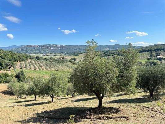 Grundstück mit Olivenbäumen