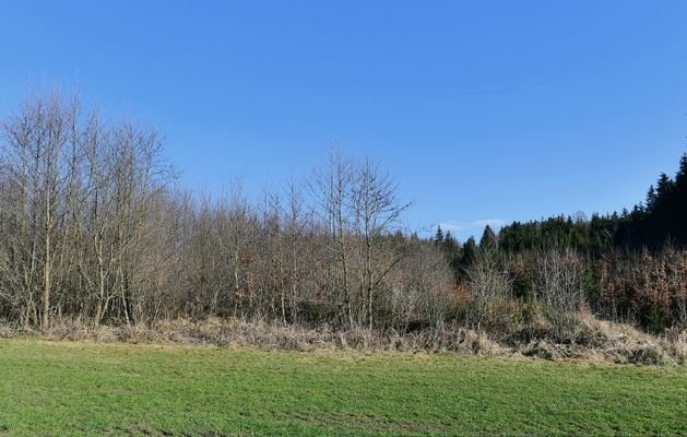 Waldgrundstück