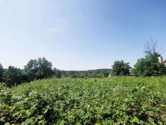 Blick in die Elsteraue