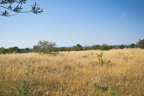 Finca-Grundstück mit Meerblick in Santanyi