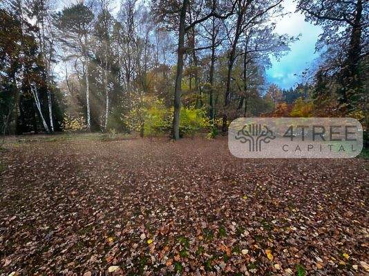 Rückwärtiger Grundstücksteil mit natürlichem Baumbestand