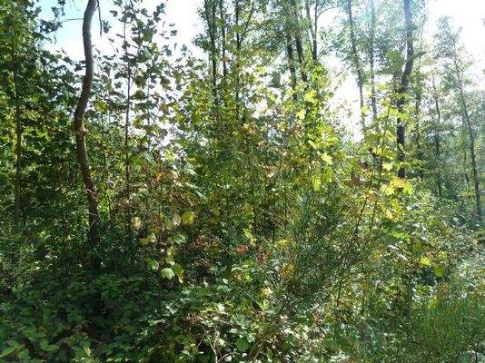 Impressionen vom Grundstück