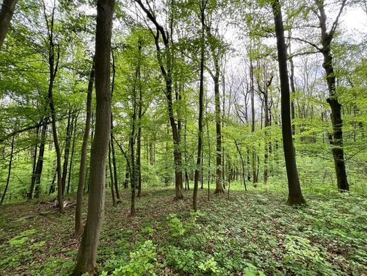Blick in den Wald