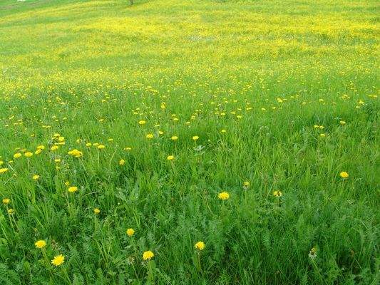 Blumenwiese_unverbindliche Darstellung