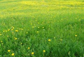 Blumenwiese_unverbindliche Darstellung