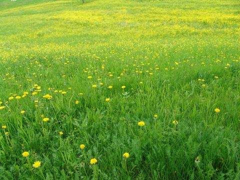 Krautheim Grundstücke, Krautheim Grundstück kaufen